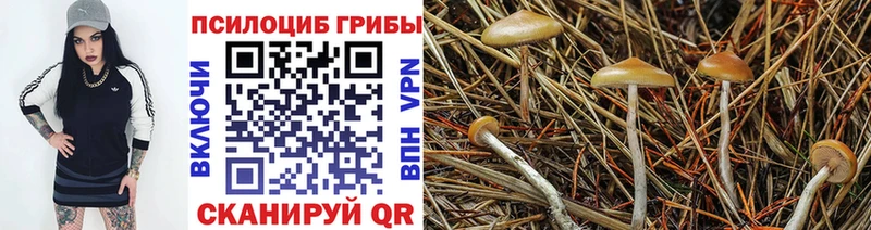 Псилоцибиновые грибы Psilocybe  Чебаркуль 